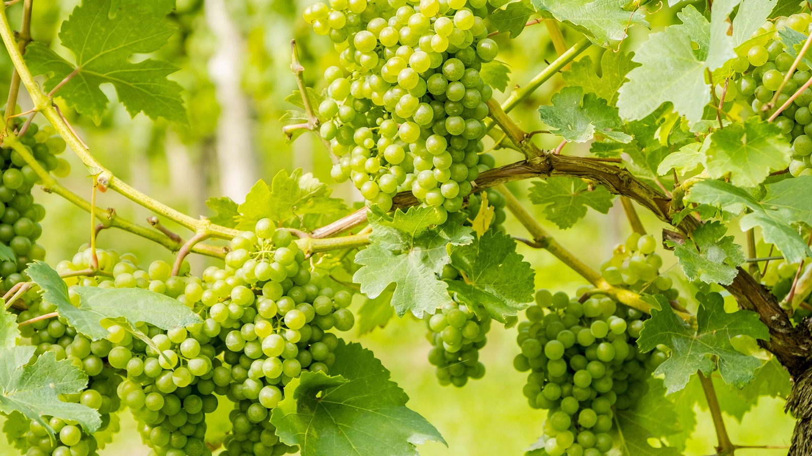 Blanc de Noirs - Weißwein aus roten Trauben