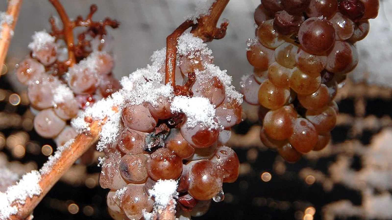 Süßwein - die vielseitige Welt süßer Weine
